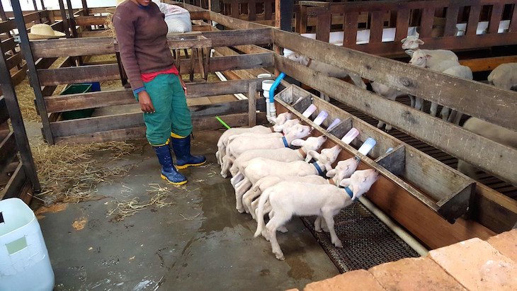 🐑 Um Dia no Parque da Ovelha – Bento Gonçalves